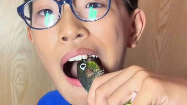Read more about the article Parrot Pal Helps Remove Scared Boy’s Loose Tooth