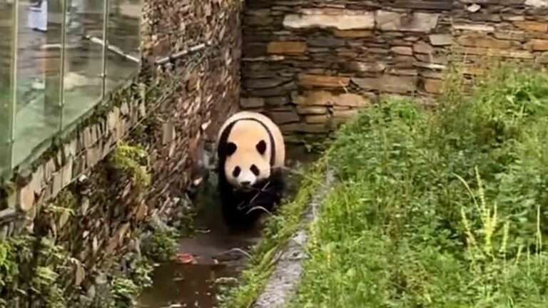 Read more about the article Panda Runs Off With Chair Thrown Into Enclosure By Visitor