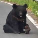 Injured Bear With Crushed Leg Pleads With Passersby In Car For Help