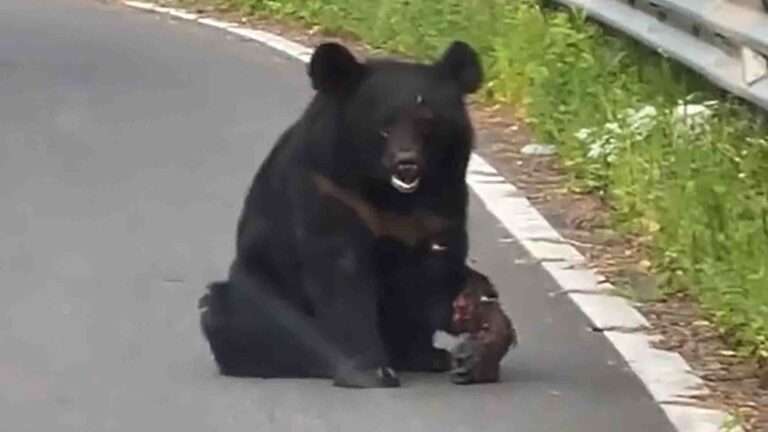 Read more about the article Injured Bear With Crushed Leg Pleads With Passersby In Car For Help