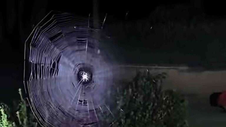Read more about the article Woman Discovers Massive Spider Web In Night-Time Shocker