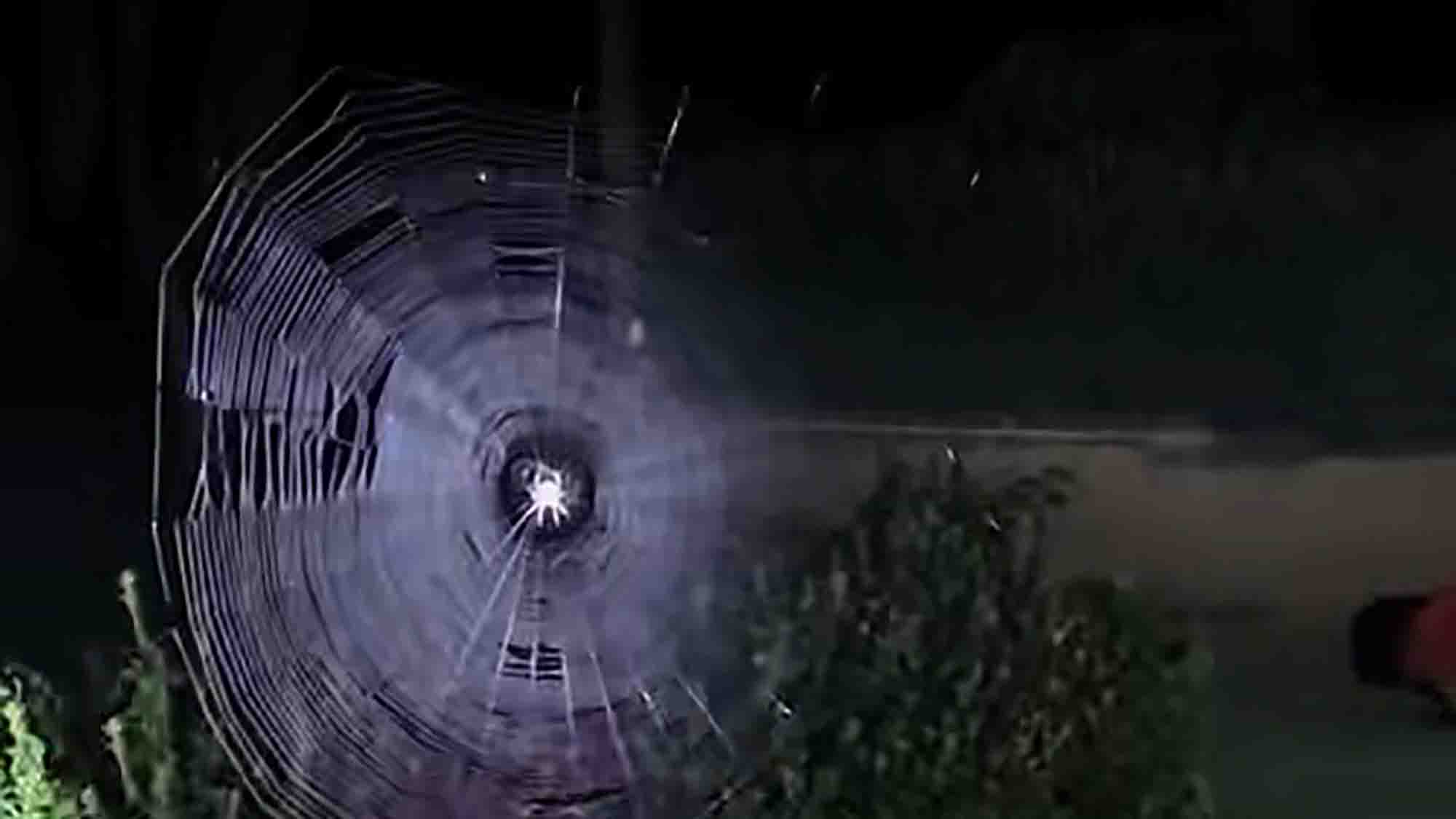 Woman Discovers Massive Spider Web In Night-Time Shocker