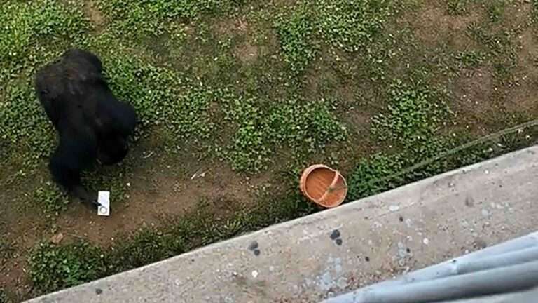 Read more about the article Chimp Returns Dropped Phone To Tourist Using Lowered Basket