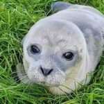 Adorable Baby Seal Rescued By Cops After Stuck At Fishing Port