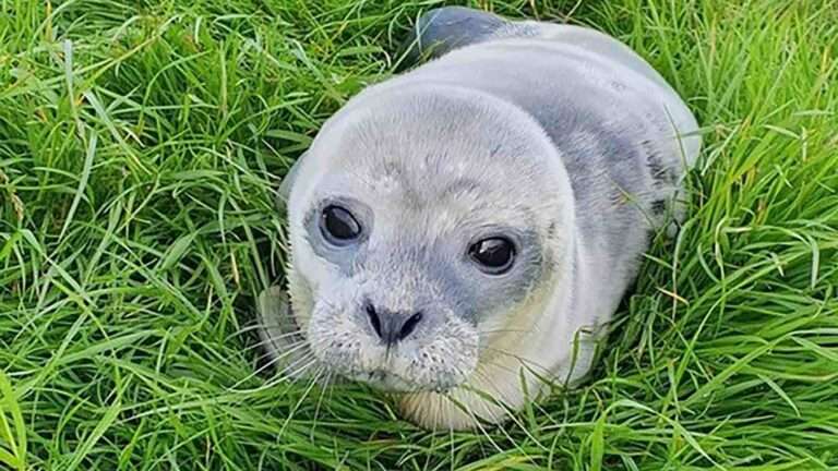 Read more about the article Adorable Baby Seal Rescued By Cops After Stuck At Fishing Port