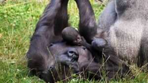 Heartwarming Moment Newborn Baby Gorilla Snuggles With Mum And Dad