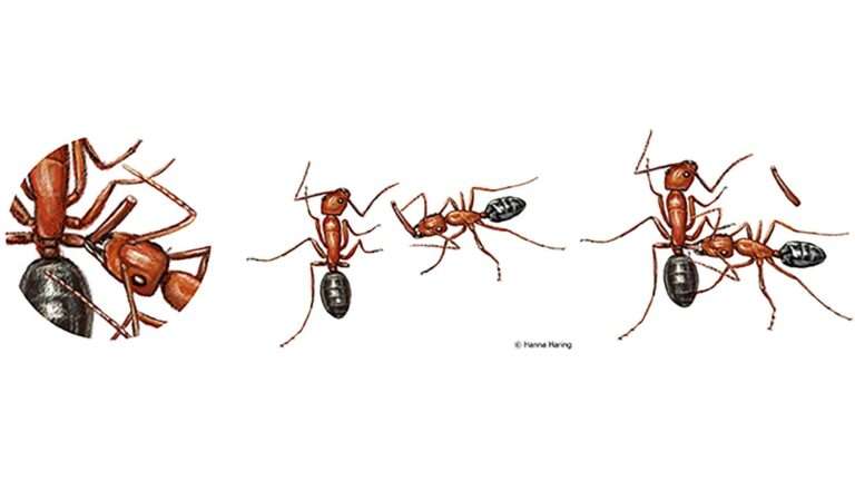 Read more about the article Astonishing Moment Ant Colony Amputates Severely Injured Ant’s Leg To Save Its Life