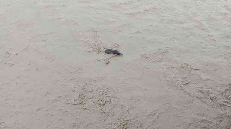 Read more about the article Terrified Tiny Tusker’s Fight For Life In Flooded River