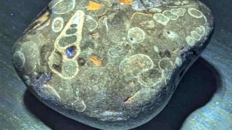 Read more about the article Woman Uncovers Remarkable Stone With Remains Of Ancient Creatures That Glows Under UV Light