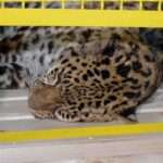 Critically Endangered Amur Leopard Rescued From Wild After Injury Finally Comes Out In Public