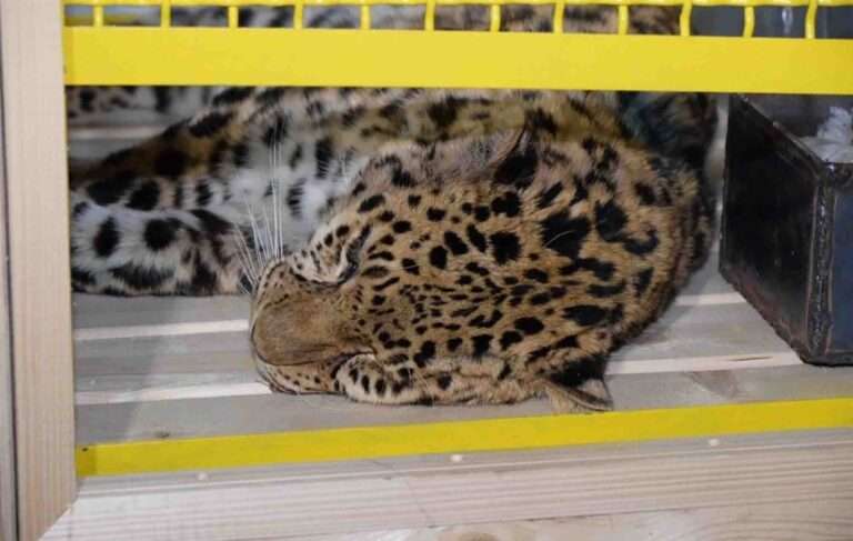 Read more about the article Critically Endangered Amur Leopard Rescued From Wild After Injury Finally Comes Out In Public