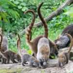 World’s Oldest Zoo Shows Off Adorable White-Nosed Coati Kittens For The First Time