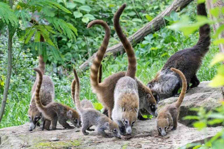 Read more about the article World’s Oldest Zoo Shows Off Adorable White-Nosed Coati Kittens For The First Time