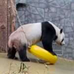 Panda Finds Acrobatic Way To Scratch Backside In Front Of Giggling Spectators