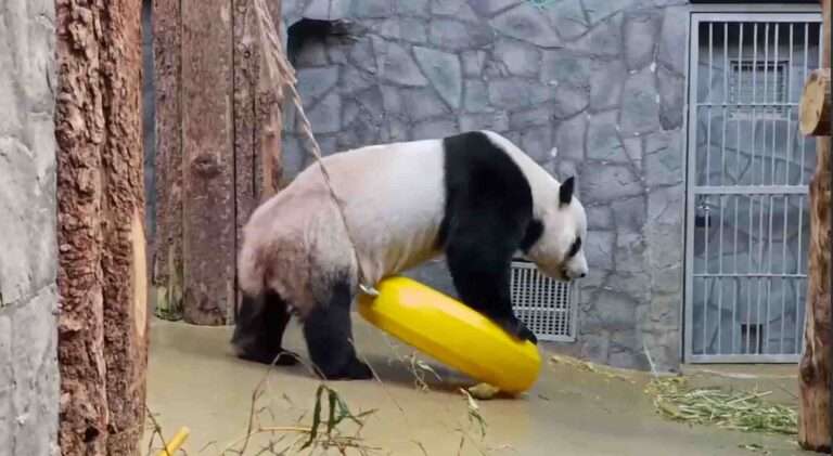 Read more about the article Panda Finds Acrobatic Way To Scratch Backside In Front Of Giggling Spectators