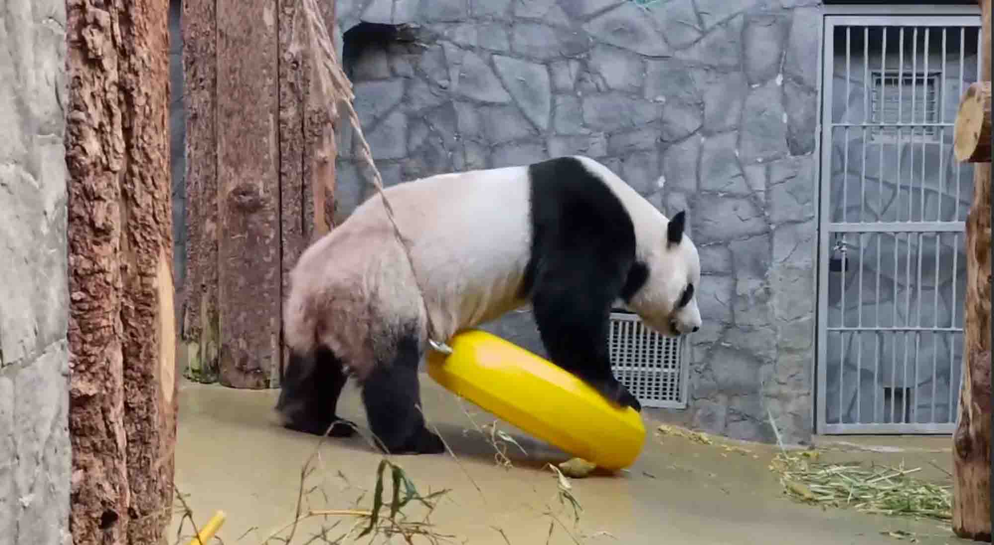 Panda Finds Acrobatic Way To Scratch Backside In Front Of Giggling Spectators