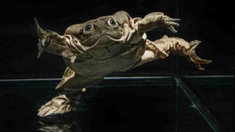 Read more about the article How Critically Endangered Frogs Do Press Ups To Boost Survival