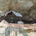 3D-Printed Northern Bald Ibis Dummies Help Rare Species Breed In Wild