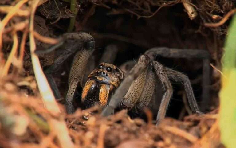 Read more about the article Transporter Ship Full Of Cars Stranded By Spider Stowaways