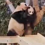 Angry Mum Panda Gets Frustrated At Cub’s Refusal To Climb Tree