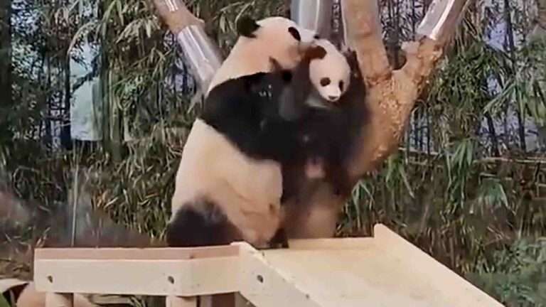 Angry Mum Panda Gets Frustrated At Cub’s Refusal To Climb Tree