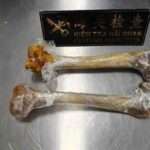 Customs Officers Discover Lion Bones Strapped To Woman’s Thigh