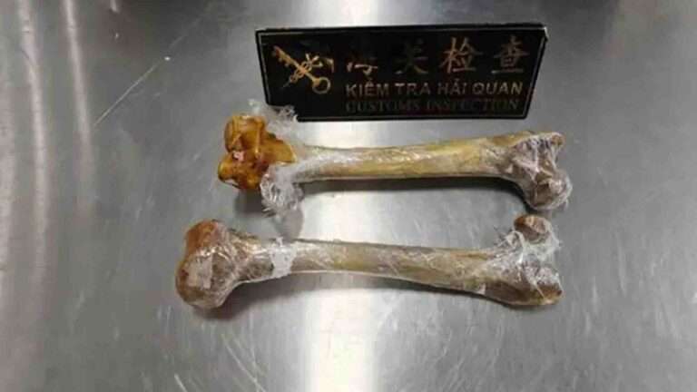 Customs Officers Discover Lion Bones Strapped To Woman’s Thigh