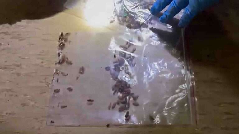 2,000 German Cockroaches Seized On Ship Arriving In China