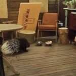 Porcupine’s Night Out From Zoo