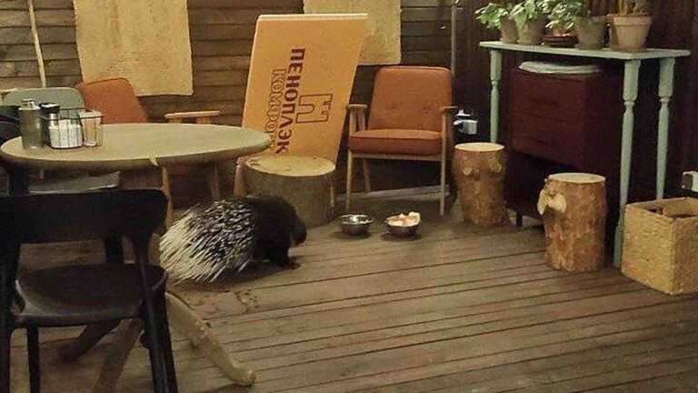 Porcupine’s Night Out From Zoo