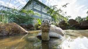 Ancient Giant Tortoises Get Tailor Made Enclosure At World’s Oldest Zoo