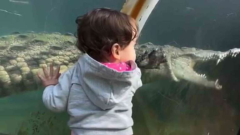 Read more about the article Kids’ Close Encounter With Giant Crocodile